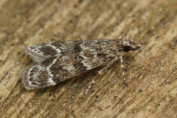 Closeup on the black patterned micro crambid moth, Scoparia ambigualis, sitting on wood