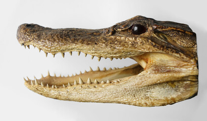 Crocodile head trophy. Dried caiman Crocodile Head isolated on white background. Alligator Head. Dried Alligator or Crocodile head with its mouth open showing its sharp teeth.