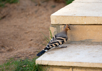 Hoopoe is looking for insects or othe prey under stone plate