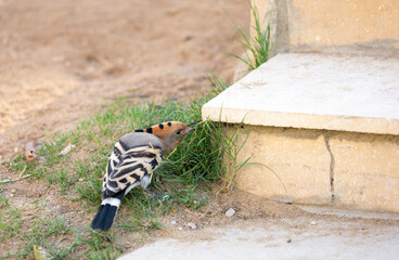 Hoopoe is looking for insects or othe prey under stone plate