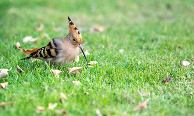 Hoopoe on green grass under sunlight in Egypt © Vladyslav Siaber