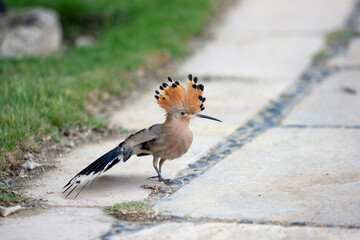 Hoopoe pretending that it has injured wing