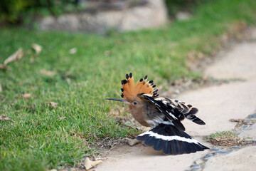 Hoopoe pretending that it has injured wing