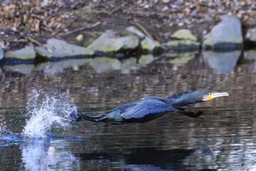 Kormoran (Phalacrocorax carbo)