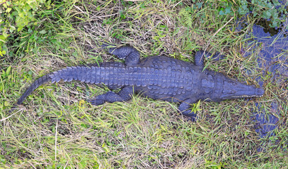 Alligator in the swamp in Everglades National Park, Florida, USA
