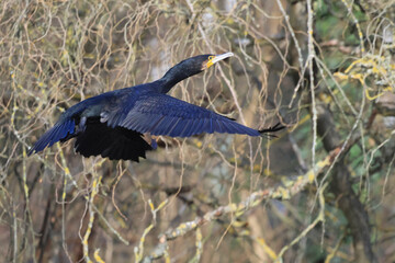 Kormoran (Phalacrocorax carbo)