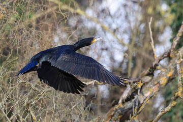 Kormoran&nbsp;(Phalacrocorax carbo)
