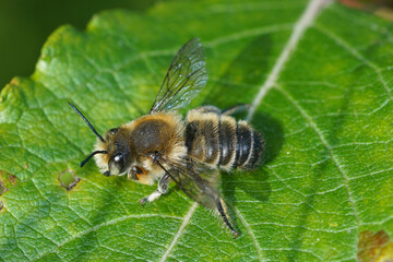 Natural outdoors close up of the male of Willughby's leaf-cutter bee, Megachile willughbiella on...