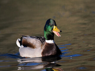 Stockente (Anas platyrhynchos)