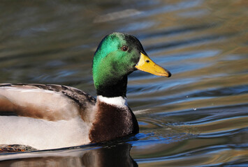 Stockente (Anas platyrhynchos)