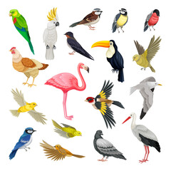 Birds as Warm-blooded Vertebrates or Aves with Feathers and Toothless Beaked Jaws Vector Set