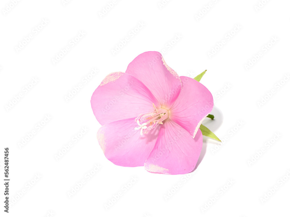 Wall mural close up pink dombeya flower on white background.