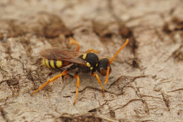 Natural closeup on a colorful female solitary cuckoo painted nomad bee, nomada fucata, on a piece of wood