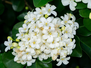 Close up White Orange Jasmine or China Box flower with leaf background.