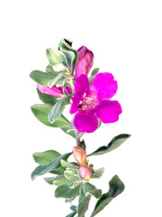 Close up Ash Plant, Barometer Brush, Purple Sage, Texas Ranger flower with leaves on white background.