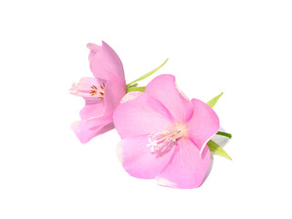 Fototapeta na wymiar Close up Pink dombeya flower on white background.