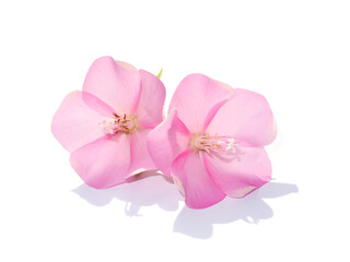Close up Pink dombeya flower on white background.