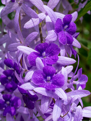 Close up of Purple Wreath Sandpaper Vine flower.