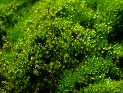 Macro of green frok moss on the groung in rain forest.