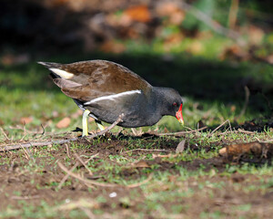Teichhuhn (Gallinula chloropus)