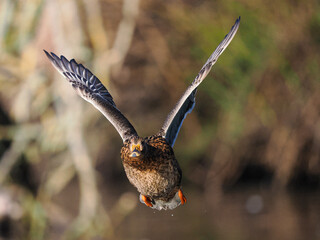 Stockente (Anas platyrhynchos)
