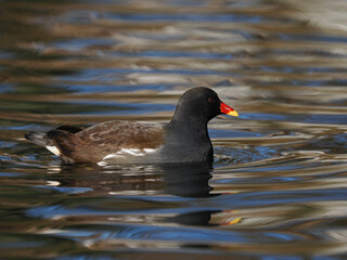 Teichhuhn (Gallinula chloropus)