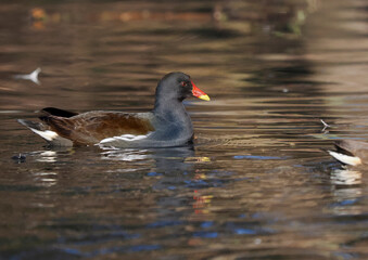 Teichhuhn (Gallinula chloropus)