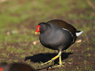 Teichhuhn (Gallinula chloropus)