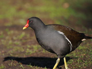 Teichhuhn (Gallinula chloropus)