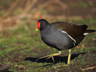 Teichhuhn (Gallinula chloropus)