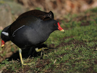 Teichhuhn (Gallinula chloropus)