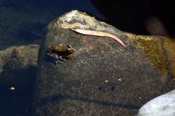 Rana, Sendero de las Cascadas, Tolox