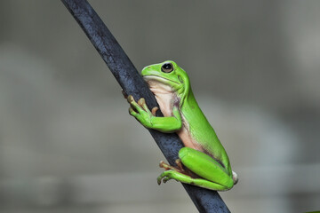 Frog Cute