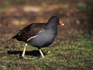 Teichhuhn (Gallinula chloropus)