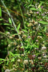 Vegetación silvestre en el Sendero de las Cascadas, Tolox