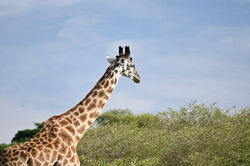 La altura de la jirafa en el Maasai Mara, Kenia