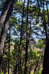 Bosque de pinos en Tolox, Sierra de las Nieves