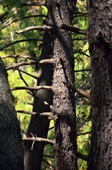 Bosque de pinos en Tolox, Sierra de las Nieves