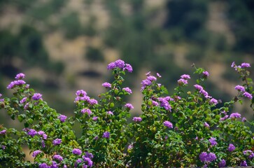 Flores lila, Tolox, Sierra de las Nieves