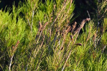 Brotes de pinos en Tolox, Sierra de las Nieves