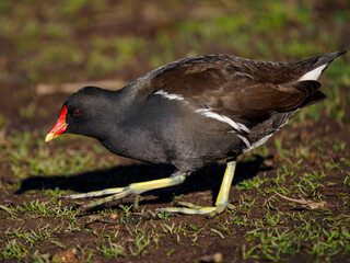 Obraz premium Teichhuhn (Gallinula chloropus)