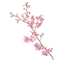 Poster Sakura flowers, a branch of wild Himalayan cherry blossom pink flowers with young leaves budding on tree twig © Chansom Pantip