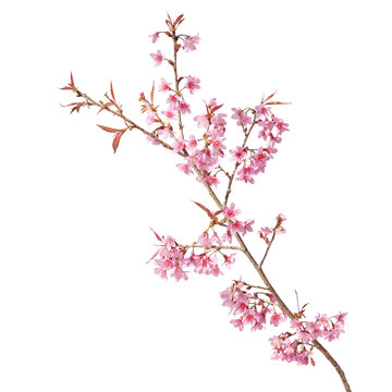 Sakura flowers, a branch of wild Himalayan cherry blossom pink flowers with young leaves budding on tree twig