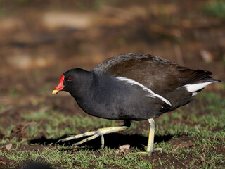 Obraz premium Teichhuhn (Gallinula chloropus)