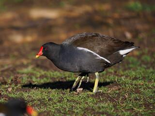 Teichhuhn (Gallinula chloropus)