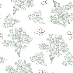 Seamless vector pattern of line hand drawn cilantro branches, leaves and seeds on light green background