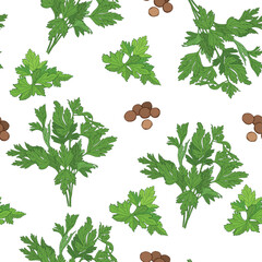 Seamless vector patern of cilantro branches, leaves and seeds on white background