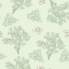 Seamless vector pattern of line hand drawn cilantro branches, leaves and seeds on green background