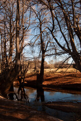 trees on the river in autumn