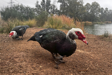 Two wild black turkey ducks with a red beak and a white head walk near the lake in nature.